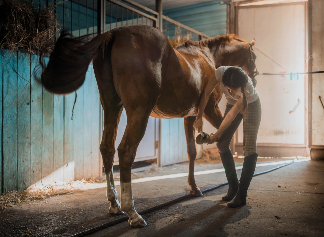 Horse care activity in dimly lit stable.